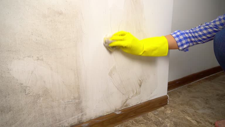 Best Black Mold Removal  in Mount Pleasant, UT