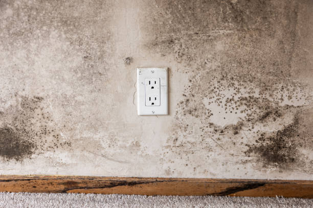 Best Post-Remediation Verification Testing  in Mount Pleasant, UT