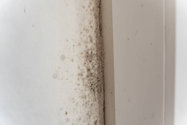 Best HVAC Mold Inspection and Cleaning  in Mount Pleasant, UT